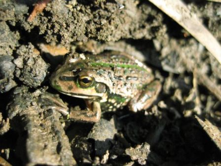Grass frog