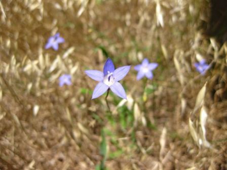 Blue bell